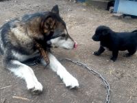 Лот: 18945903. Фото: 4. Умная Охотница ищет Дом. Красноярск