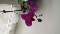 Лот: 19846518. Фото: 3. Орхидея сейчас цветет, фото 23... Растения и животные