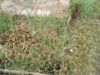 Лот: 7800613. Фото: 5. лук-многоярусный 5