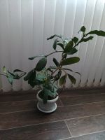 Лот: 19100163. Фото: 3. хойя лобби ((Hoya lobbii) взрослое... Растения и животные