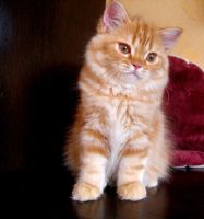Лот: 11079544. Фото: 2. Котенок красный мраморный. Хайленд-страйт. Животные и уход