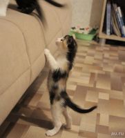 Лот: 8574397. Фото: 5. Котята