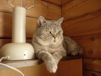Лот: 8953648. Фото: 4. кот производитель. Красноярск