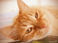 Лот: 3449010. Фото: 2. Ищет дом котенок подросток, девочка. Животные и уход