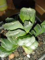 Лот: 18498347. Фото: 2. хавортия Чевагри Haworthia cv... Комнатные растения и уход