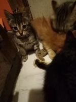 Лот: 16496444. Фото: 4. Крупные котята. Красноярск