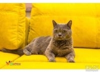 Лот: 13462476. Фото: 7. Диван " Виторрио Двойной" -Трансформер...