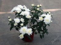 Лот: 1616235. Фото: 2. Хризантема Белая. Комнатные растения и уход