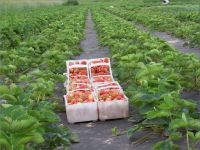 Лот: 7747810. Фото: 2. Ягода Клубника Виктория!!! Сочная... Продукты