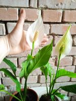 Лот: 4178516. Фото: 3. Спатифиллум Sweet Chico, цветет. Растения и животные