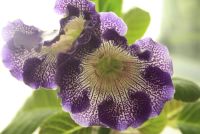 Лот: 4399049. Фото: 2. Глоксиния Тигрина Синяя (цветет... Комнатные растения и уход