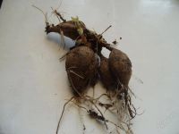 Лот: 931857. Фото: 2. Красный Игольчатый. Семена, рассада, садовые растения