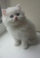 Лот: 7932972. Фото: 6. Персидские котята