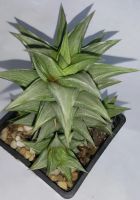 Лот: 11607308. Фото: 2. Хавортия tortuosa f. variegata... Комнатные растения и уход