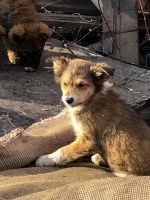 Лот: 20235911. Фото: 6. Бездомные Малыши в добрые руки...