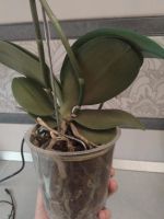 Лот: 10613777. Фото: 6. Орхидея фаленопсис (крашенная...
