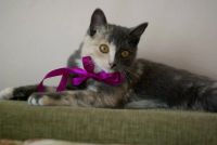 Лот: 4534596. Фото: 2. в связи со смертью хозяйки пристраивается... Животные и уход