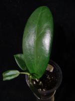 Лот: 16410311. Фото: 3. Хойя-Hoya Sp Co Xanh. Растения и животные