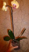 Лот: 5745263. Фото: 6. орхидея фаленопсис (Solid Gold...