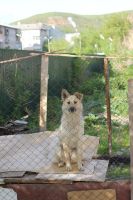 Лот: 3170256. Фото: 2. Молодая стерилизованная собачка... Животные и уход