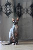 Лот: 5983852. Фото: 4. Котята Донского сфинкса. Красноярск