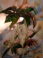 Лот: 21170843. Фото: 2. Растение в аквариум Криптокорина. Аквариумистика