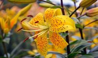 Лот: 11952277. Фото: 2. лилия тигровая, желтая. Семена, рассада, садовые растения
