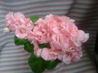 Лот: 10081881. Фото: 4. Пеларгония зональная Bold Ann... Красноярск