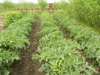 Лот: 6976943. Фото: 5. Катран .лучше хрена.