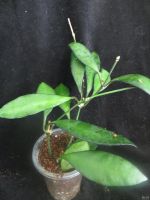 Лот: 13591904. Фото: 5. Хойя Hoya David cummings