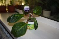 Лот: 4499152. Фото: 2. Глоксиния фиолетовая с крапом... Комнатные растения и уход