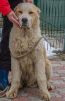 Лот: 5568098. Фото: 6. Для охраны, для дома, для семьи...