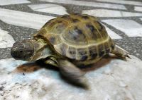 Лот: 4227249. Фото: 3. Черепашка среднеазиатская - неприхотливый... Растения и животные