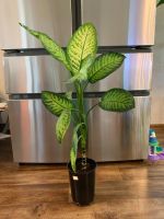 Лот: 16503357. Фото: 2. Диффенбахия "Тропик Сноу" (Dieffenbachia... Комнатные растения и уход