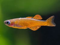 Лот: 25644388. Фото: 5. Псевдомугил Паскай ред неон синеглазка...