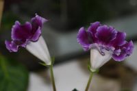 Лот: 3123536. Фото: 5. Глоксиния 11