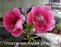 Лот: 17689389. Фото: 2. Глоксиния - лист посаженный. Комнатные растения и уход