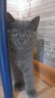 Лот: 4237209. Фото: 3. Шотландский котенок. Растения и животные