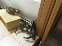 Лот: 6975681. Фото: 6. Бенгальские котята 4шт