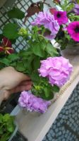 Лот: 11525967. Фото: 5. Петуния Сурфиния Дабл Лилак. черенок