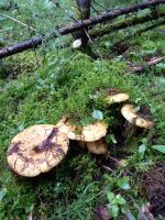 Лот: 8108898. Фото: 2. соленые грузди, редкие еловые... Продукты