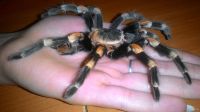 Лот: 12979004. Фото: 2. Паук Брахипельма(сухой). Животные и уход