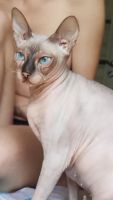 Лот: 25408319. Фото: 2. Донской сфинкс кошка. Животные и уход