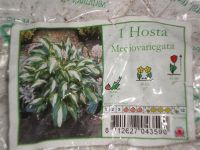 Лот: 946914. Фото: 2. Хоста2. Семена, рассада, садовые растения