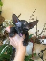 Лот: 18298868. Фото: 2. Котенок канадский сфинкс девочка. Животные и уход