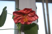 Лот: 4447834. Фото: 4. Абутилон Бэлла красный 10 (цветущий... Красноярск