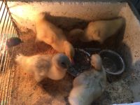 Лот: 16283700. Фото: 3. Инкубатор с птицей (4цыпленка... Растения и животные