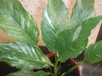 Лот: 813286. Фото: 3. спатифиллум "мелиса" остался один. Растения и животные