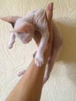 Лот: 12597084. Фото: 4. Котенок Мальчик Донского сфинкса. Красноярск