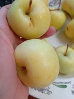 Лот: 16421398. Фото: 3. Яблоки из своего сада без химии... Красноярск